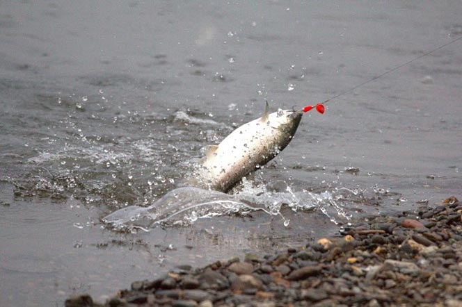 Рыбалка на Камчатке - река Быстрая Малкинская - туры и экскурсии на Камчатке