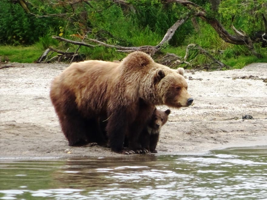 Медведи - озеро Курильское - ловят рыбу - туры и экскурсии на Камчатке