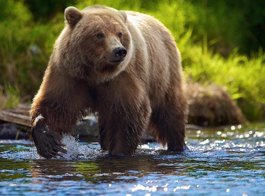 Правила поведения при встрече с медведем на Камчатке - туры и экскурсии на Камчатке