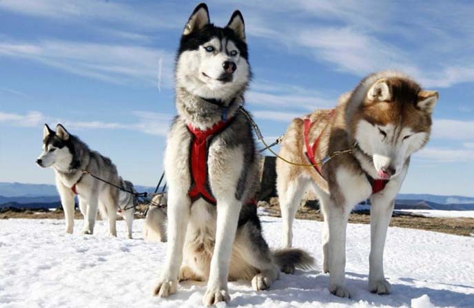 Собачьи упряжки - туры и экскурсии на Камчатке