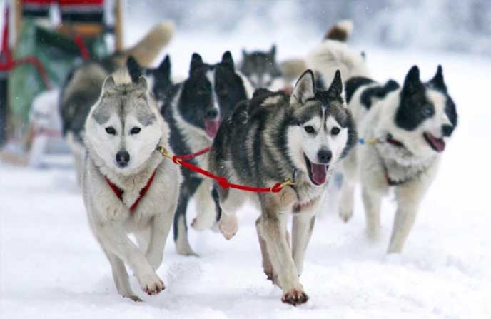 Собачьи упряжки на Камчатке - Туры и Экскурсии на Камчатку